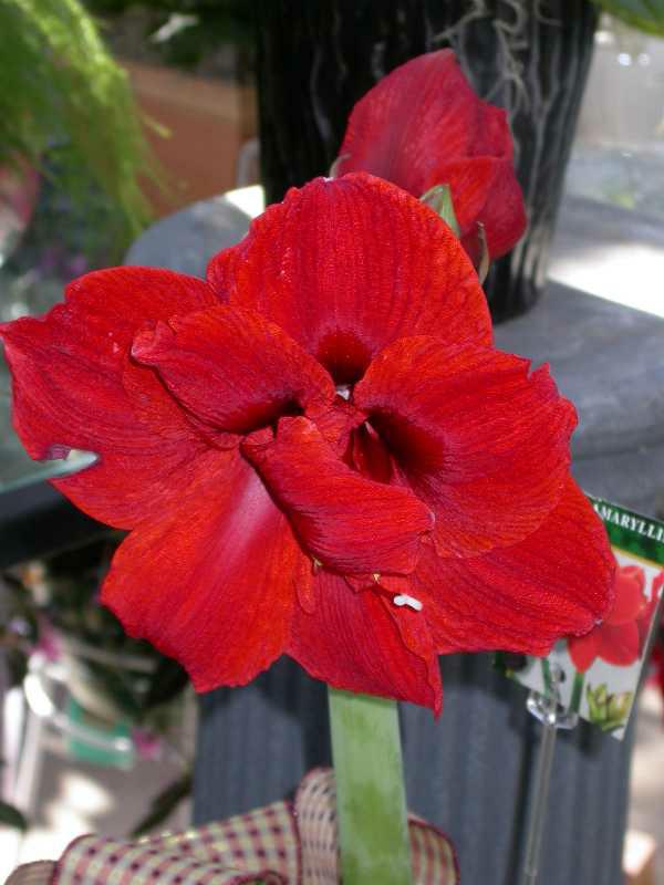 What Do I Do With My Amaryllis Now?