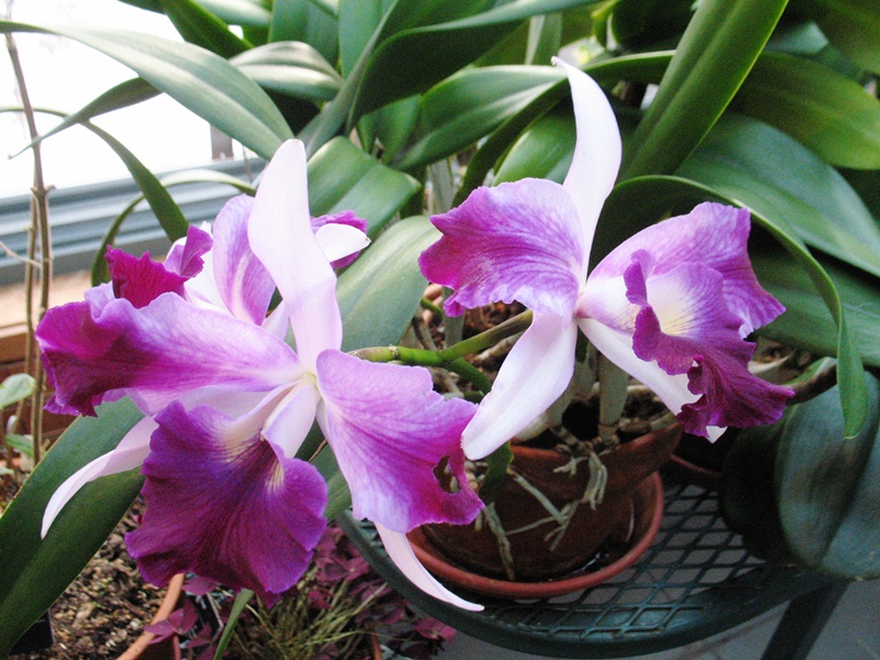 You Can Grow Orchids in Your Home