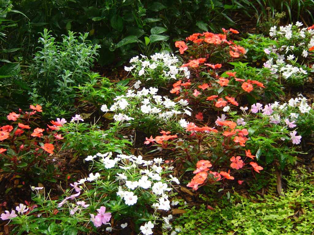 Impatiens for Shade Requires Patience and New Varieties