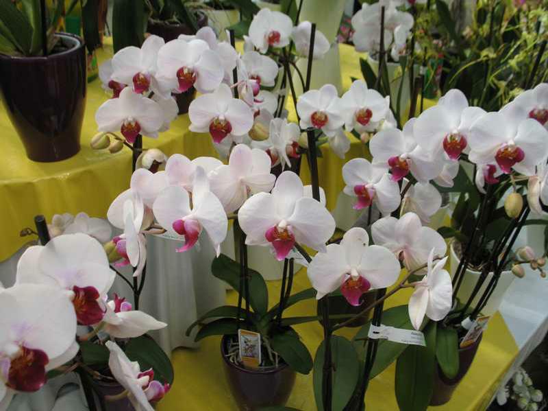 How to Repot a Moth Orchid Demonstration