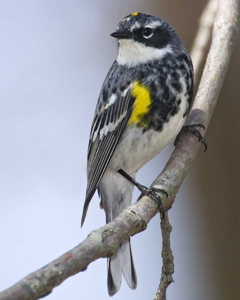 Cooking is for the Birds Home Gardening Blog
