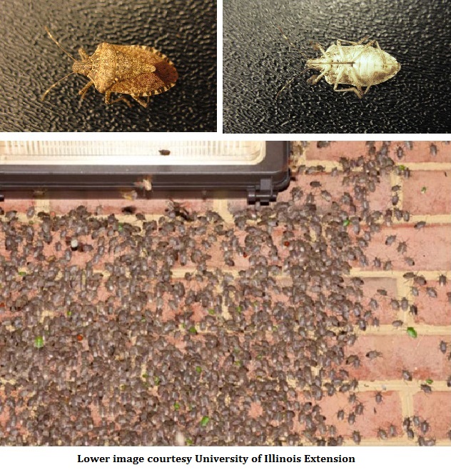 How To Get Rid Of Those Pesky Brown Marmorated Stink Bugs In Your House Home Gardening Blog