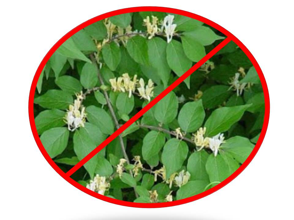 Honeysuckle Sweep for Healthy Habitat – Volunteer to Hack the Invader in a Park Near You!