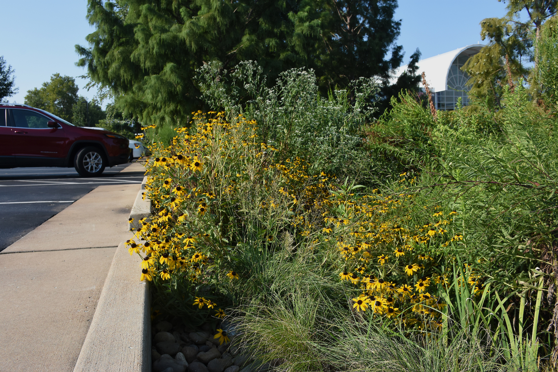 NativePlants_Bioswal...