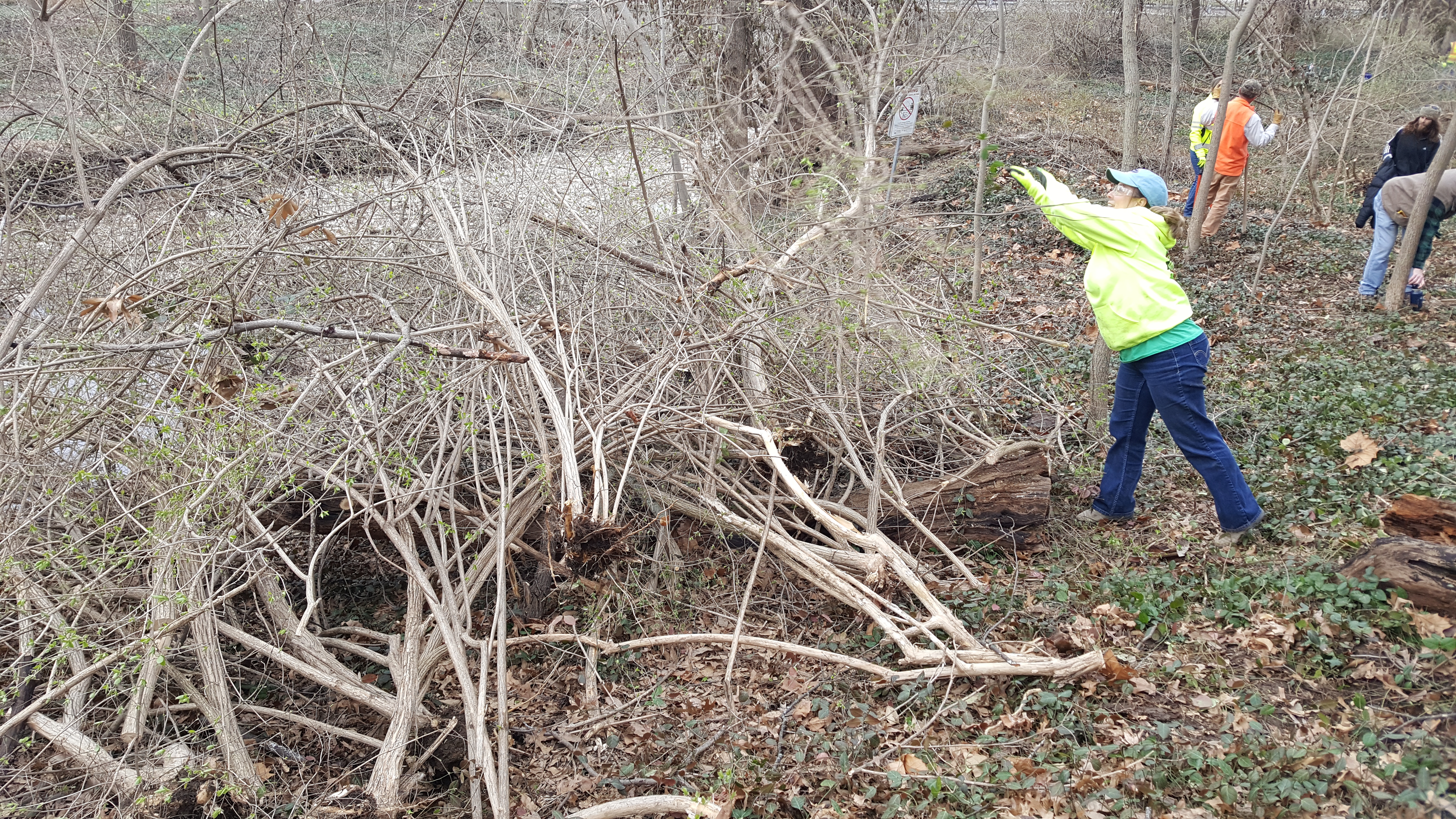 Invasive Species Removal Techniques Removing Honeysuckle from Home