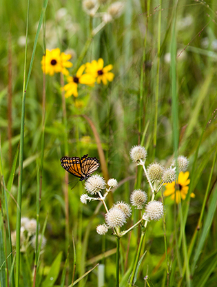 butterfly in meadow