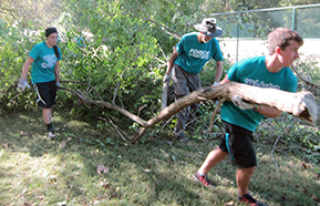 Volunteers remove bush honeysuckle