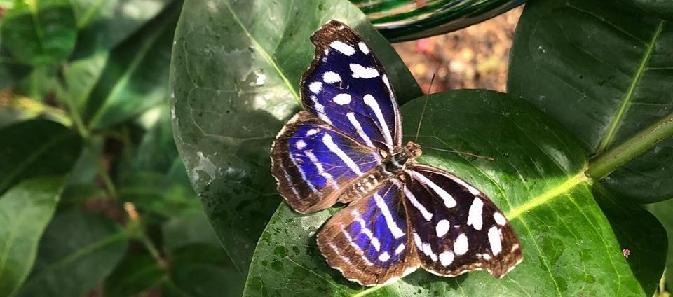 Butterfly House