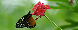 Butterfly on plant
