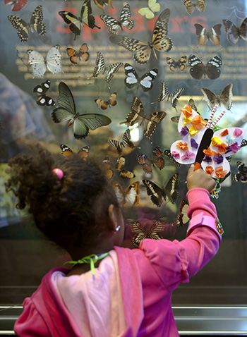 Young visitor explores butterflies of the world