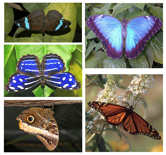 Adopt a Butterfly Selections