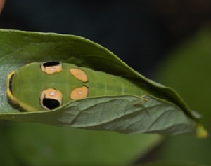 Swallowtail caterpillar on spicebush