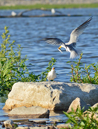 Birds along the river