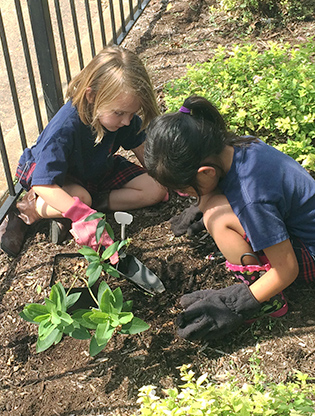 Two girls planting in their schoolyard