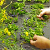 Participant sorting flowers