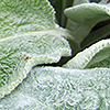 Fuzzy lamb's ears plant