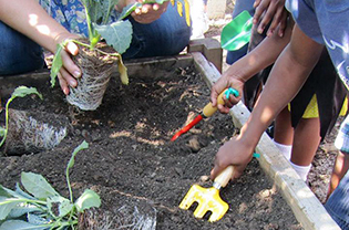 Kids planting in raised bed at their site
