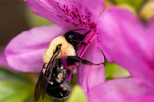 Bee on azalea blossom