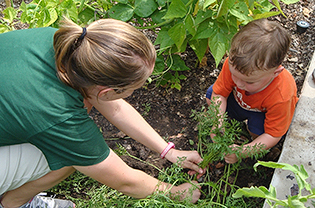 Teacher helping young child harvest carrots