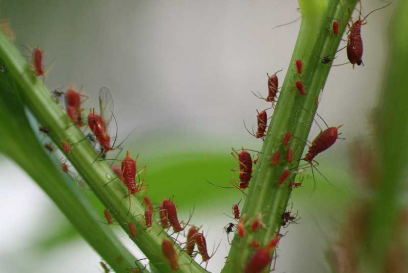 Top 10 Insect Problems of Trees in the Lower Midwest