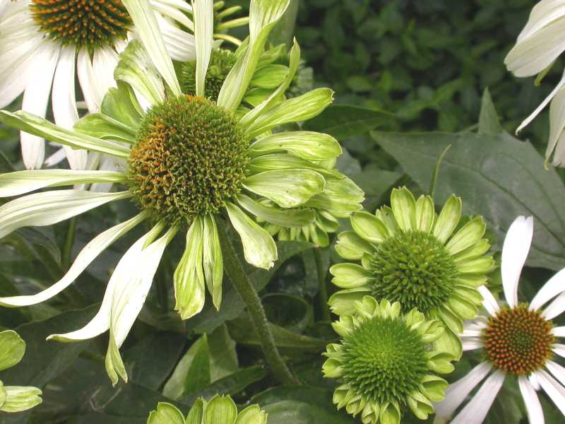 Aster Yellows