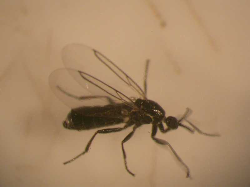 Beneficial Insects Beneficial Insects