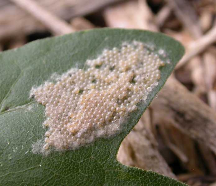 Caterpillars Surface Feeders