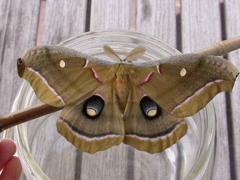 What Kind Of Moth Does A Tent Caterpillar Turn Into