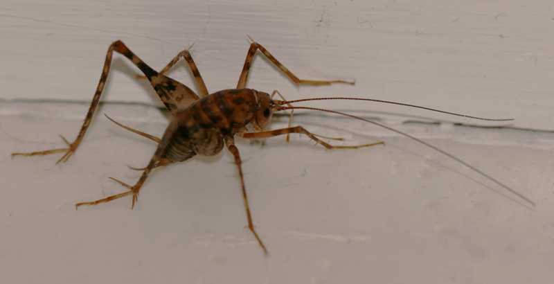 Crickets