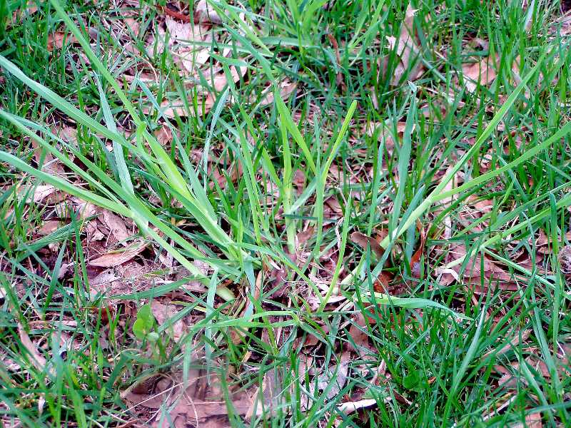 Perennial Grassy Weeds in Lawns and Gardens