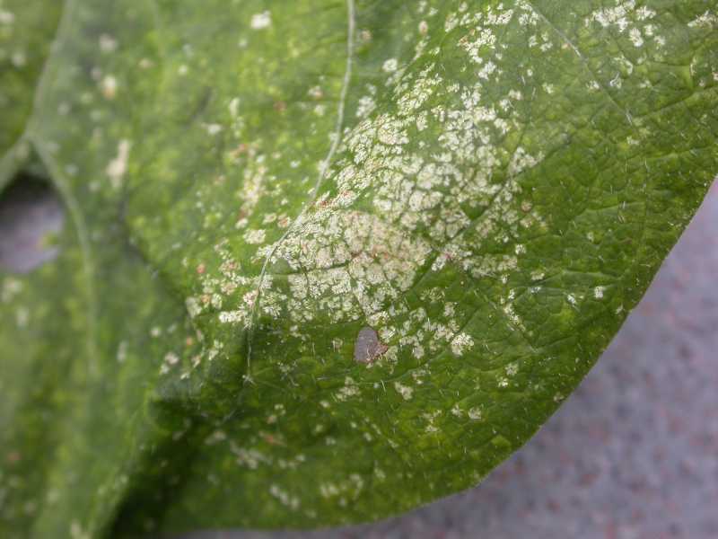 Click for larger image