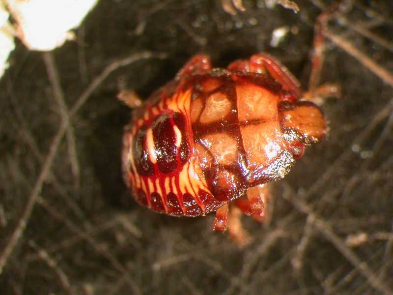 Click for larger image