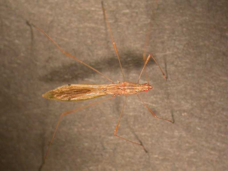 Click for larger image