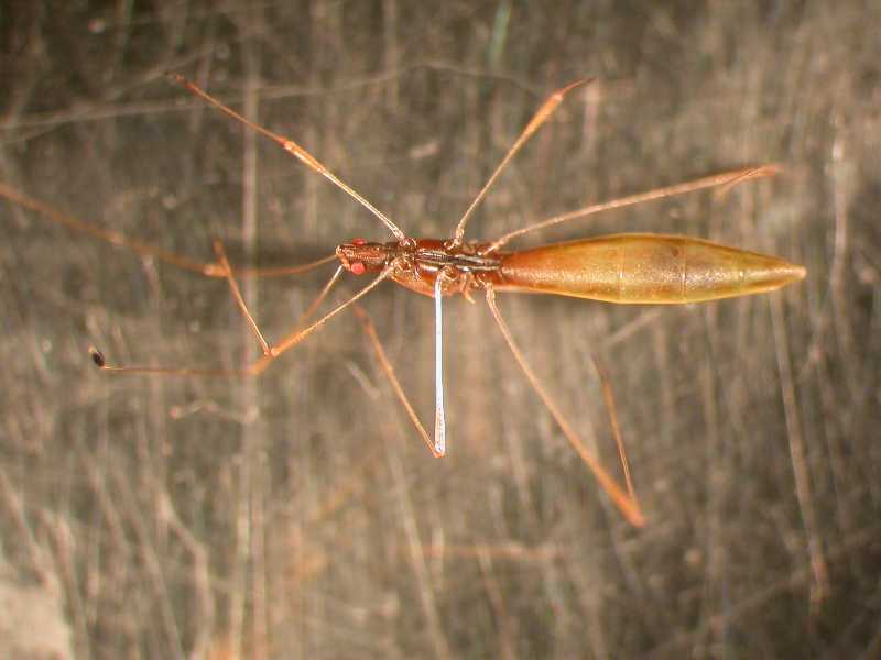 Click for larger image