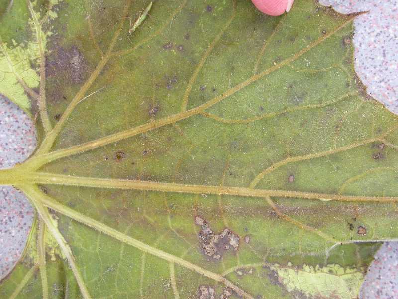 Click for larger image