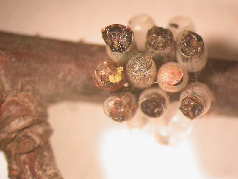 Click for larger image