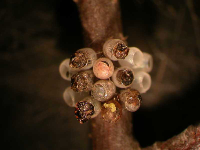 Click for larger image