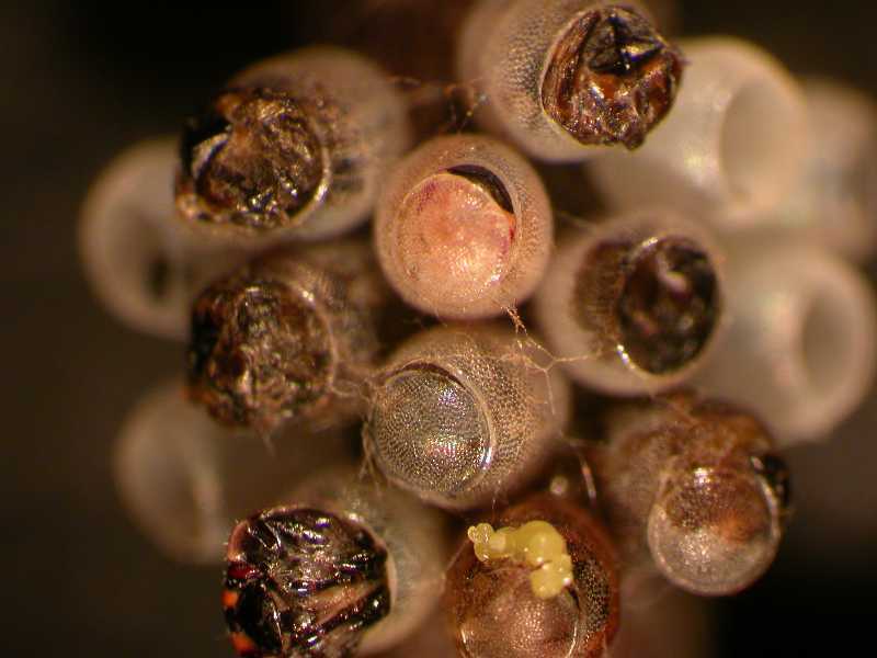 Click for larger image