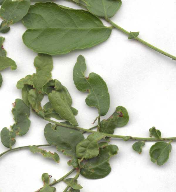 Click for larger image