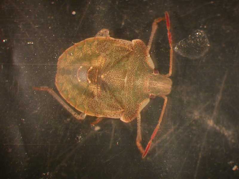 Click for larger image