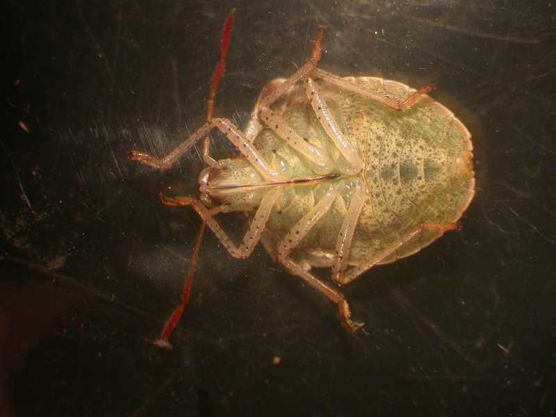 Click for larger image