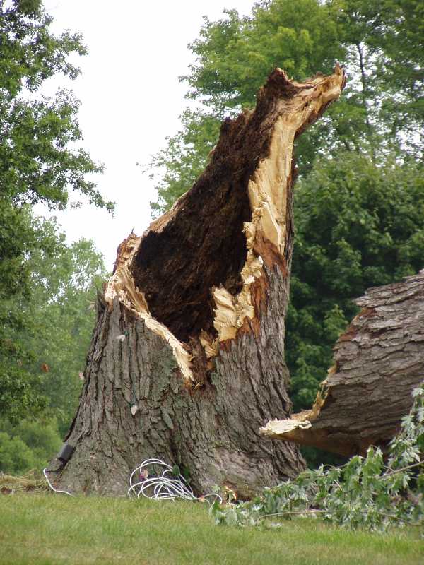 Root, stem, crown, and collar rot