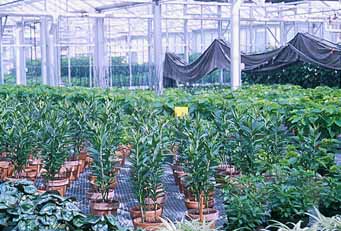 Production greenhouse