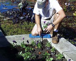 Planting pansies
