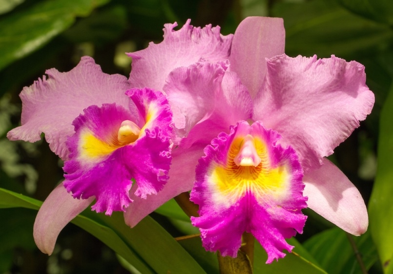 Cattleya