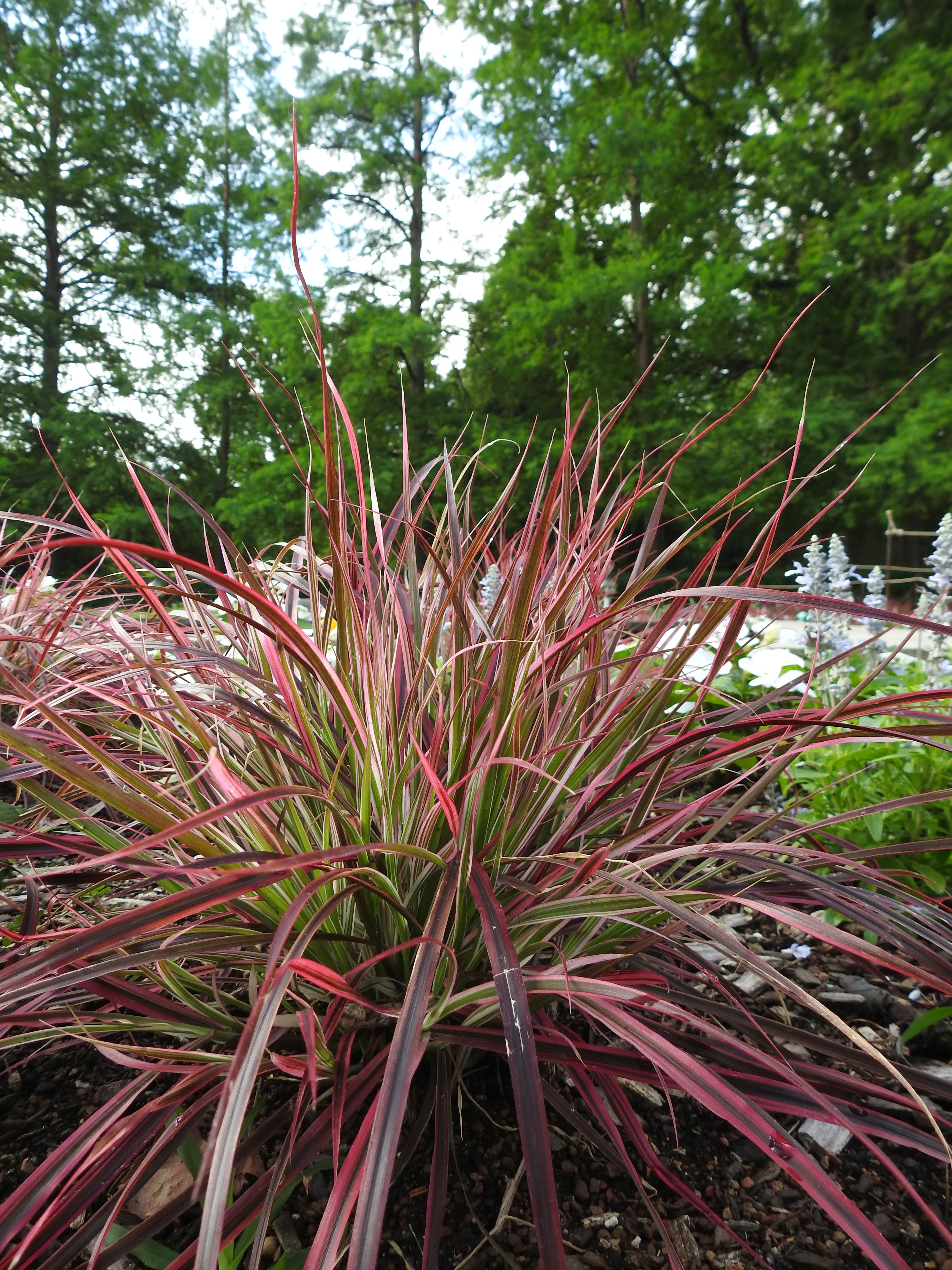 Best Ornamental Grasses Best Ornamental Grasses