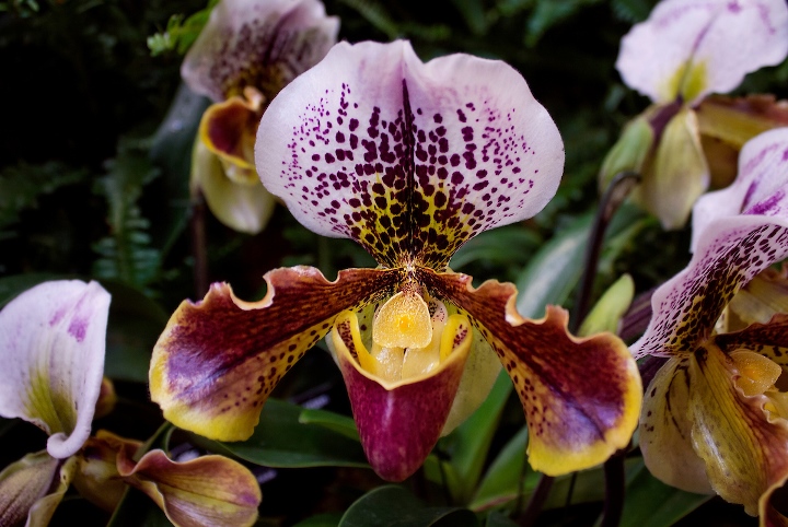 Paphiopedilum