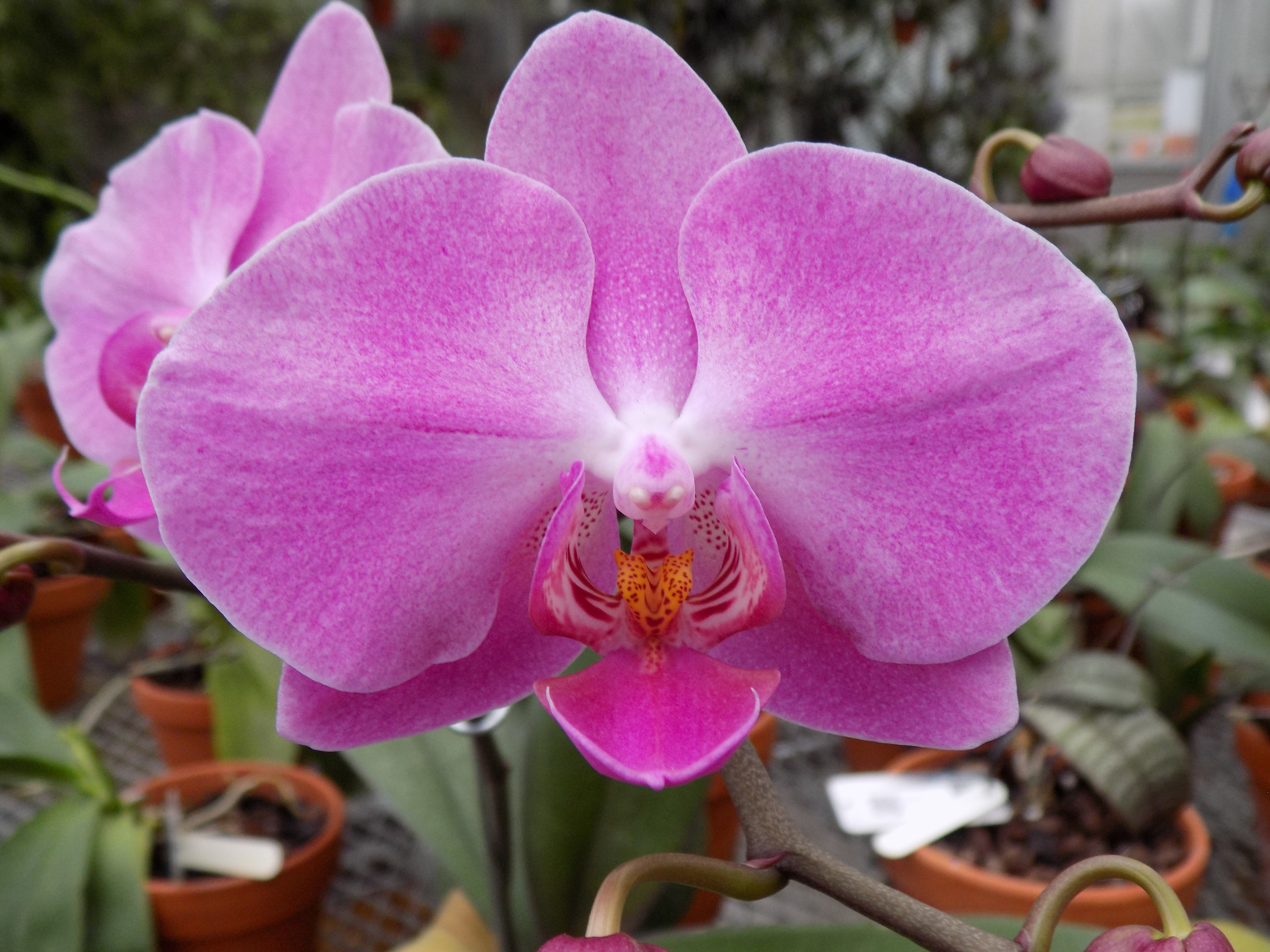 Phalaenopsis