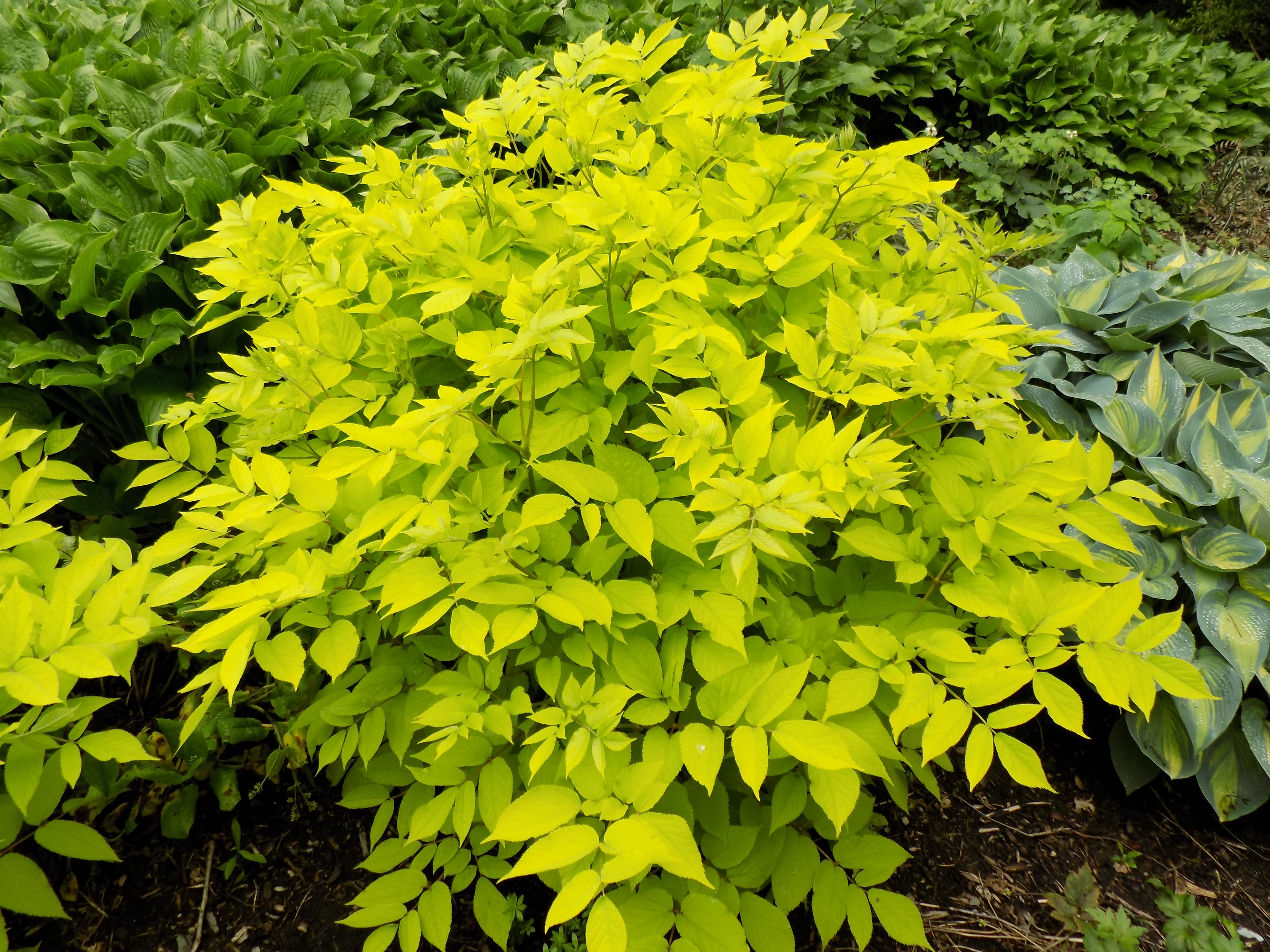 Plants Of Merit
