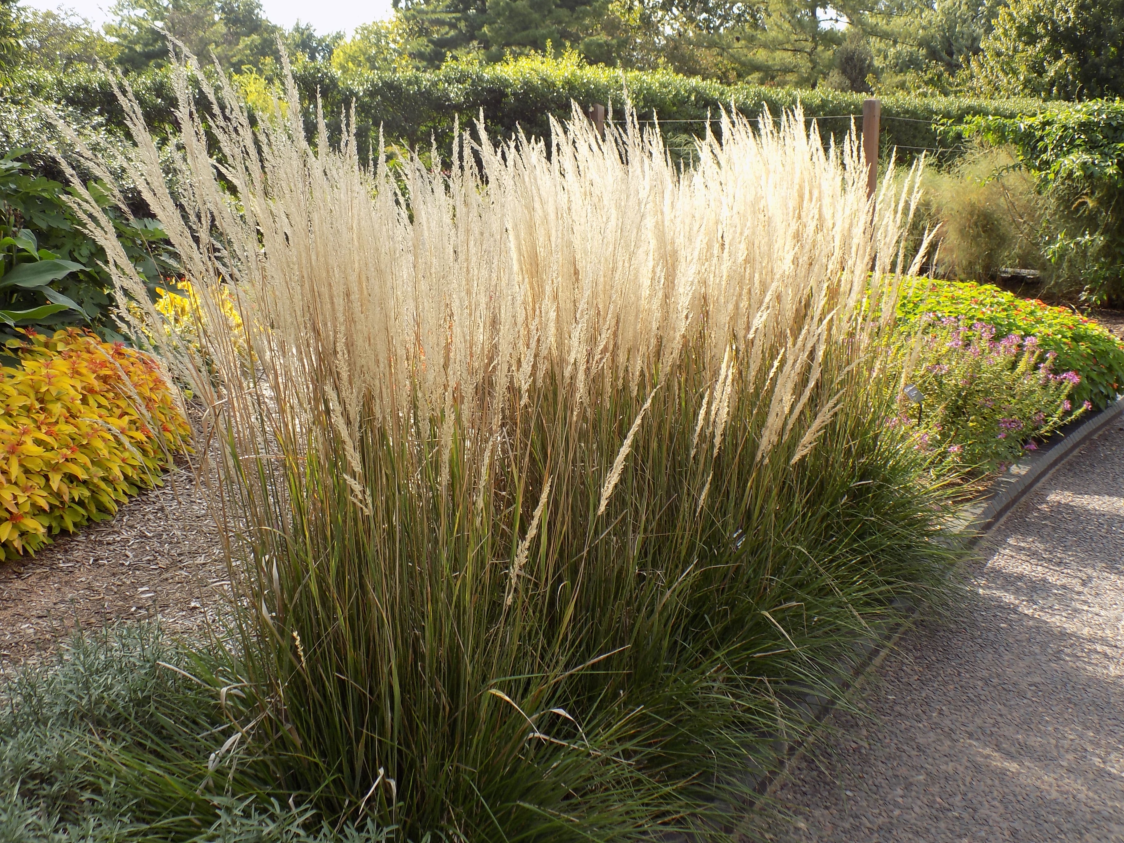 Ornamental Grass Collection Colourful Low Maintenance Miscanthus Garden Perennial Plants Ideal for Cottage Gardens & Borders 6 x Plants in 9cm Pots by Thompson & Morgan